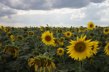 Obraz premium sunflower field over cloudy blue sky, natural