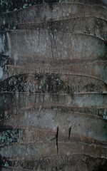 Close up abstract tree bark texture background