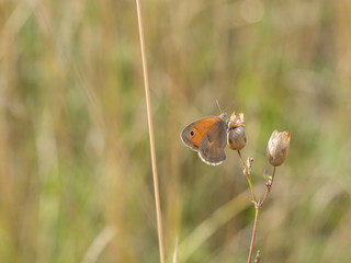 The small heath (Coenonympha pamphilus) butterfly  belonging to the family Nymphalidae