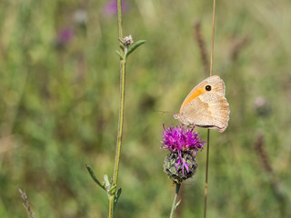 The meadow brown (Maniola jurtina) butterfly sitting on a  flower
