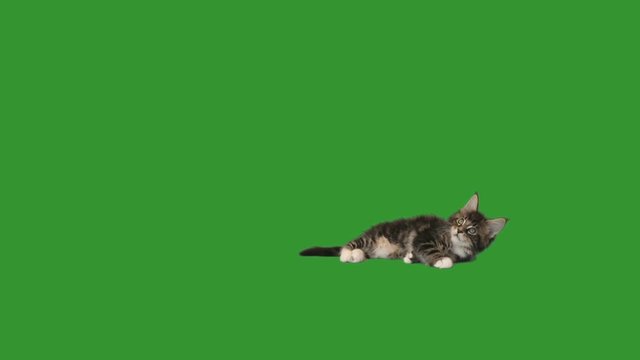 playful kitten attacks a green screen
