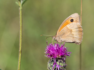 The meadow brown (Maniola jurtina) butterfly sitting on a  flower