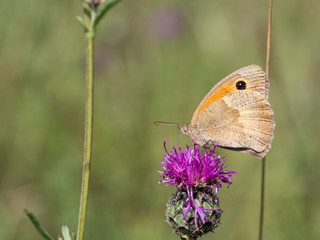 The meadow brown (Maniola jurtina) butterfly sitting on a  flower
