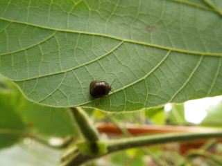 マルカメムシ stink bug