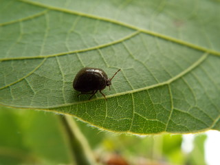 マルカメムシ stink bug