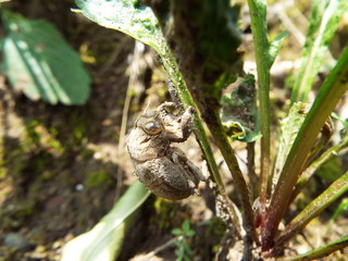 蝉の抜殻 cicada shell
