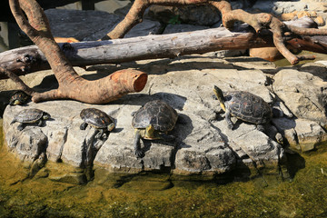Chinese Golden Thread Turtles  Sunbathing on the rock