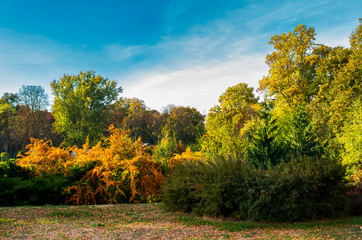 city park in deep autumn. lovely urban scenery in the morning. natural colorful background