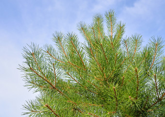 Pine branch closeup.