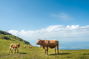 Fototapeta na wymiar cow with bell in Julian alps, Slovenia, Velika planina