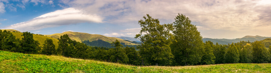 panorama of a beautiful summer landscape. ancient beech forest on the grassy meadow and mountain ridge in the distance under the gorgeous evening sky © Pellinni