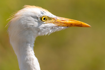 close up of a cattle egret