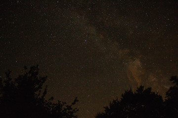 Stars in a clear sky above the trees