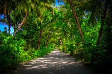 A road in the middle of the forest