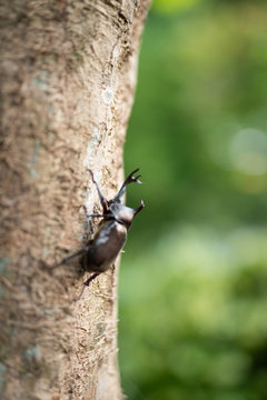 カブト虫
