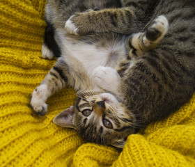 The striped kitten is wrapped in a yellow knitted scarf.
