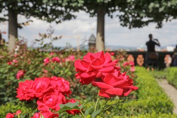 Rosen im Garten