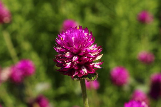 Purple "Globe Amaranth" flower (or Bachelor Button, Globe Flower, Kugelamarant) in St. Gallen, Switzerland. Its Latin name is Gomphrena Globosa, native to Brazil, Panama and Guatemala.