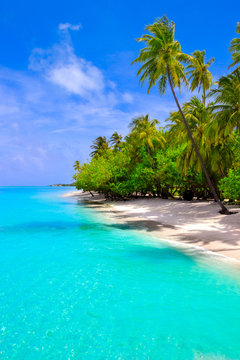 Fototapeta Dream beach with palm trees on white sand and turquoise ocean