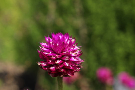 Purple "Globe Amaranth" flower (or Bachelor Button, Globe Flower, Kugelamarant) in St. Gallen, Switzerland. Its Latin name is Gomphrena Globosa, native to Brazil, Panama and Guatemala.