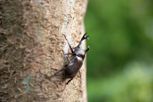 カブト虫
