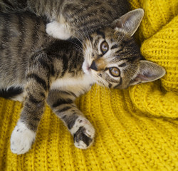 The striped kitten is wrapped in a yellow knitted scarf.