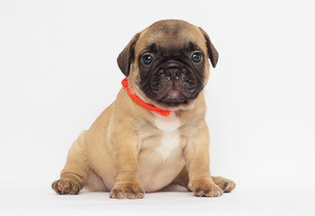small  puppy of a French bulldog looking at a white background