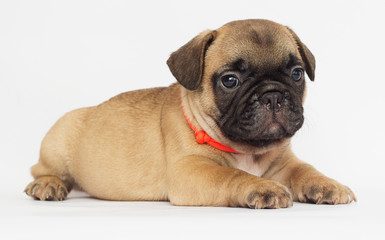 small  puppy of a French bulldog looking at a white background