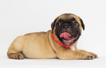 Obraz premium small puppy of a French bulldog looking at a white background