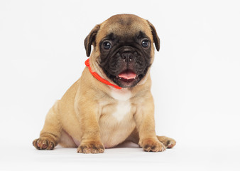 small  puppy of a French bulldog looking at a white background