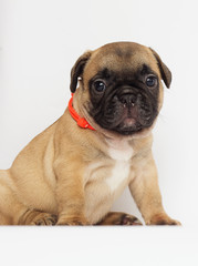 Obraz premium small puppy of a French bulldog looking at a white background