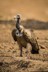 Long billed Vulture Gyps indicus , Ranthambore Tiger Reserve National Park , Rajasthan