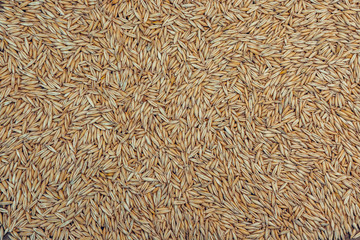 Whole oat groats, a nutritious whole grain.
