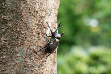 カブト虫
