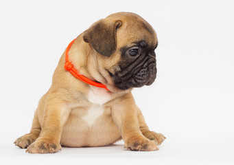 small  puppy of a French bulldog looking at a white background