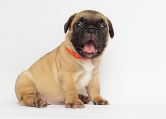 small red-haired puppy of a French bulldog looking at a white background