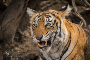 A tigress with angry face resting after having sambar deer kill at ranthambore national park
