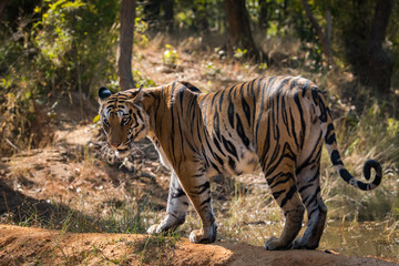 Fototapeta na wymiar A beautiful tigress from bandhavgarh national park