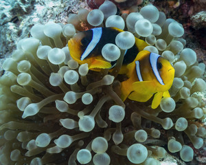 Dos Pez Payaso en Anémona - Mar Rojo Hurghada Egipto