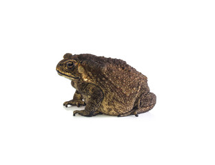 Toad isolated on white background.