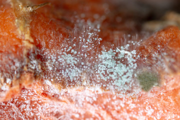 Rhizopus is a genus of common saprophytic fungi  on plants under the microscope for education.