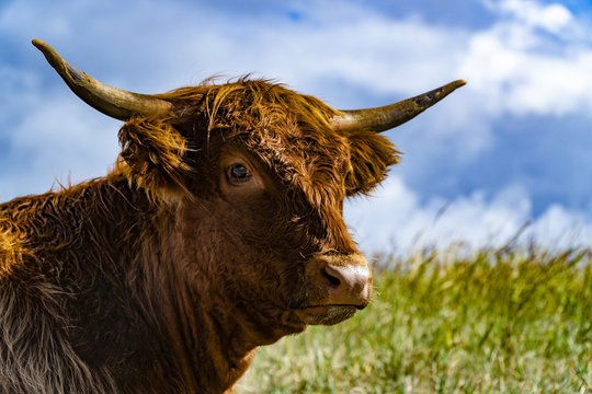 Highland cattle in Denmark on the island Fanoe