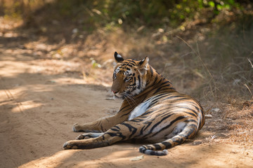 A tigress resting under shade of tree in scorching heat of bandhavgarh National Park