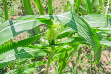 corn plant agriculture close-up