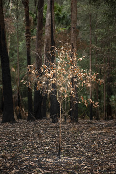 Bush Fire In Australia