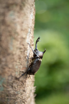 カブト虫
