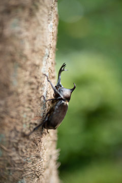 カブト虫
