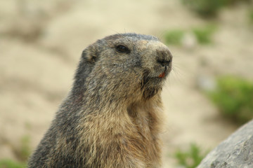portrait d'une marmotte dans les alpes en france