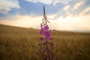 Fingerhut im Abendrot