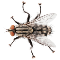 Macro shot of fly isolated on white background. Top view of house fly insect